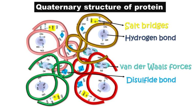 Four Levels Of Protein Structure And Examples Biology Brain