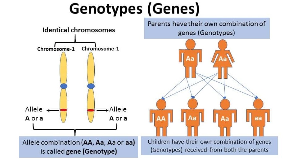 Human Genotypes