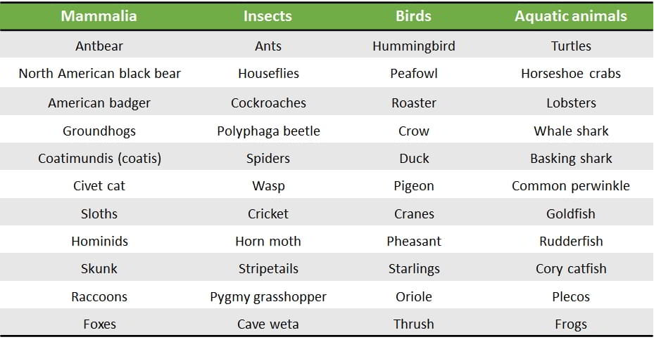 omnivore animals name