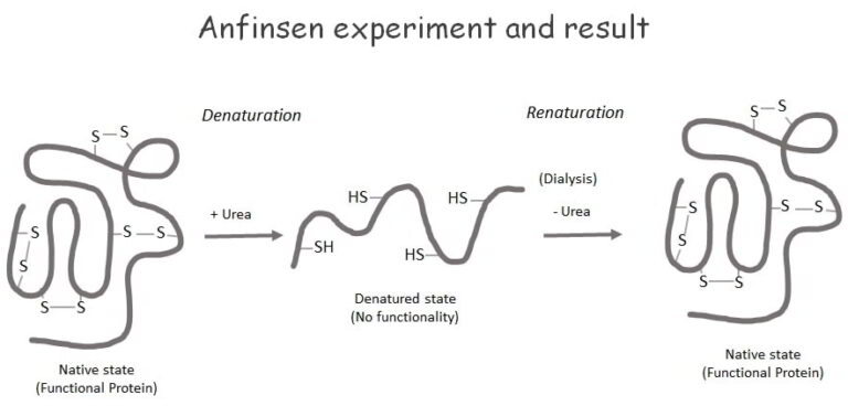 anfinsen protein folding experiment