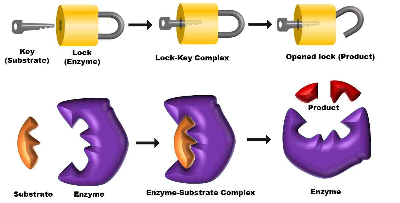 example of hypothesis lock and key