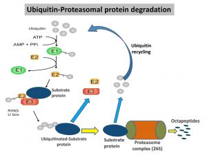 Ubiquitin-Proteasomal degradation