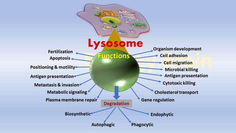 what-does-the-lysosome-do-in-a-animal-cell-biology-brain