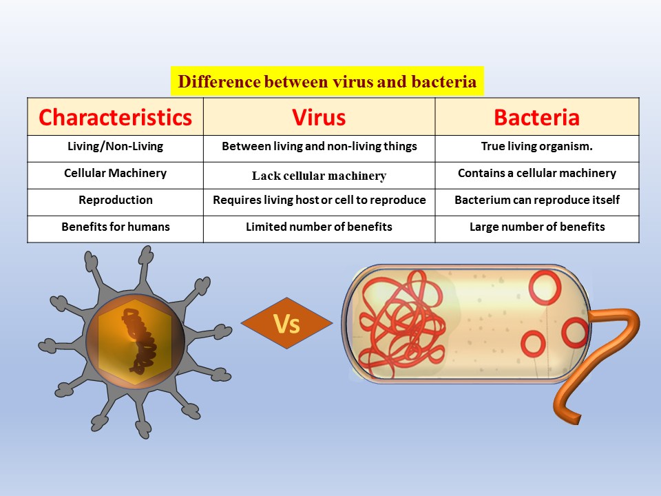 Difference Between Bacteria And Virus Biology Brain