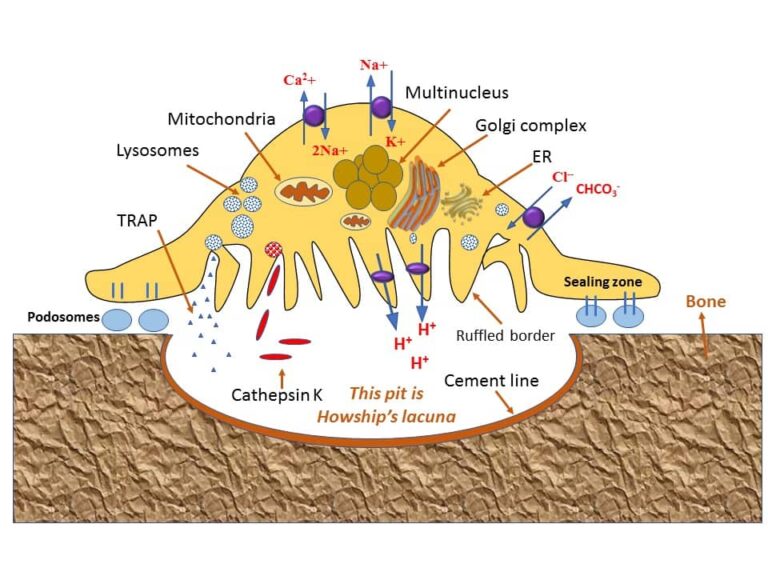 Function Of Osteoclast In Bone Resorption - Biology Brain