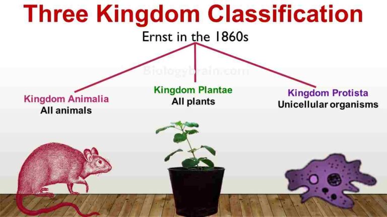 Three Kingdom Classification Biology Brain