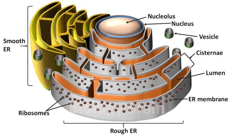 diagram-of-endoplasmic-reticulum-definition-types-function-and