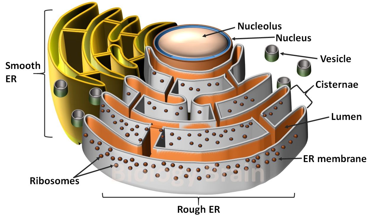 Structure of the rough and smooth endoplasmic reticulum Illustrations