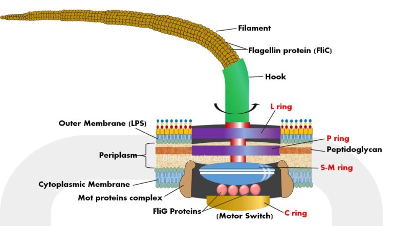 what-is-the-structural-difference-between-flagella-and-pili-viva-riset