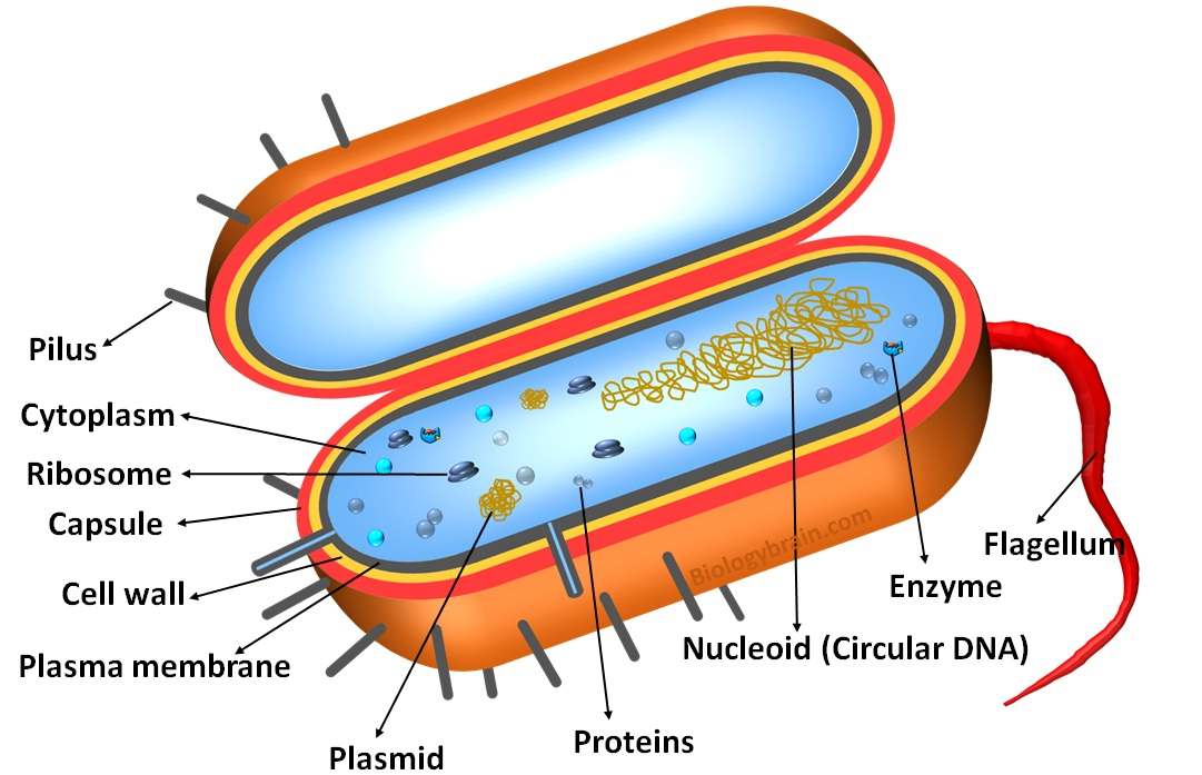 Structure of prokaryotic cell