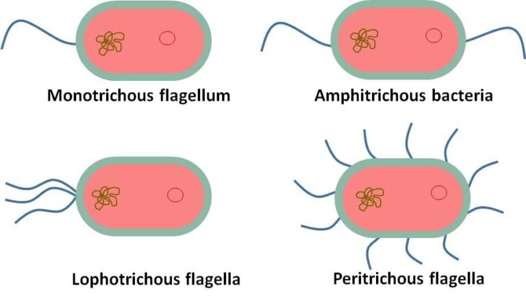 Diagram Of Flagella Definition Types Structure And Function Biology Brain