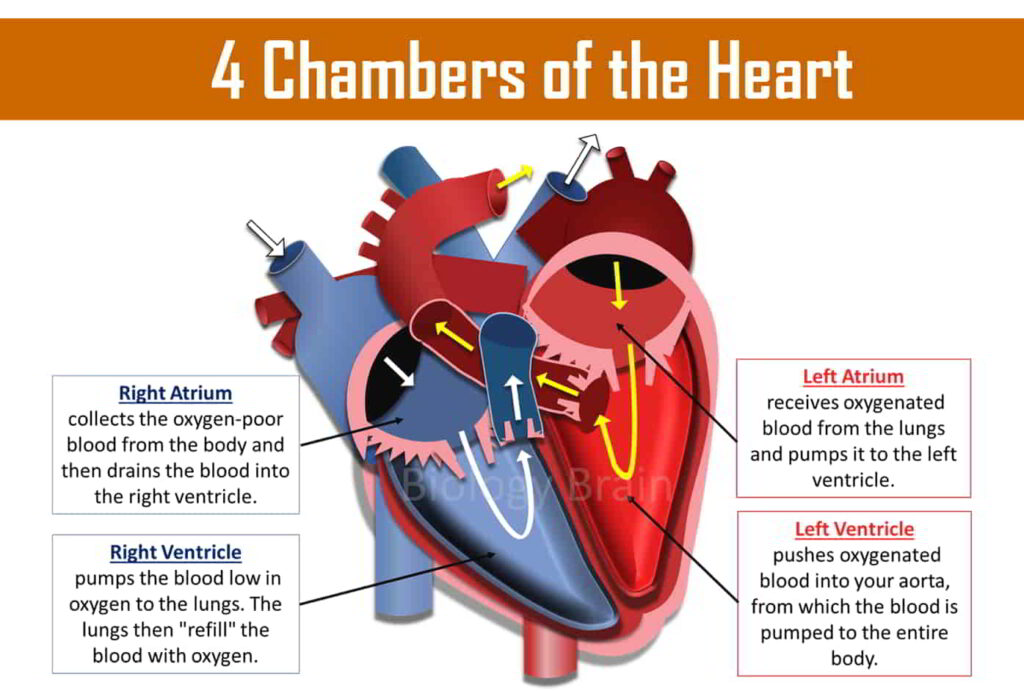 How many chambers does the heart have? What are they called? Biology